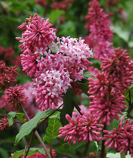 "Nocturne" Syringa x. Prestoniae